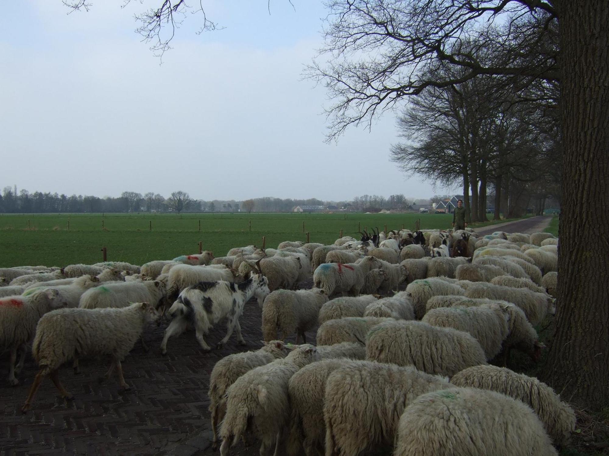 Erfgoed & Logies Den Heijkant Moergestel Room photo